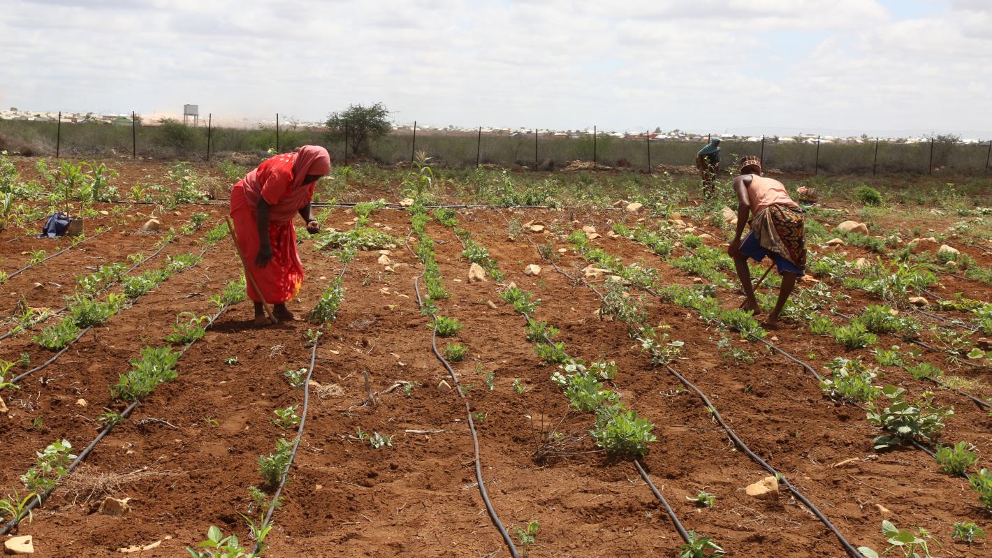 A photo of beneficiaries of Saameynta Pilot irrigation Project plough their farms at Barwaqo settlement in Baidoa, Southwest State of Somalia, on 28th October 2024.
